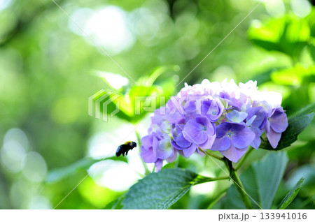 梅雨時期の花 紫陽花 梅雨時期の花 紫陽花 133941016