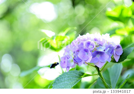 梅雨時期の花 紫陽花 梅雨時期の花 紫陽花 133941017