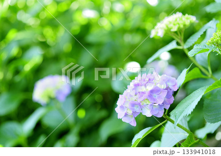 梅雨時期の花 紫陽花 梅雨時期の花 紫陽花 133941018