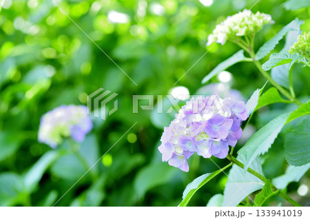 梅雨時期の花 紫陽花 梅雨時期の花 紫陽花 133941019