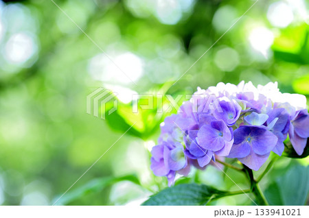 梅雨時期の花 紫陽花 梅雨時期の花 紫陽花 133941021