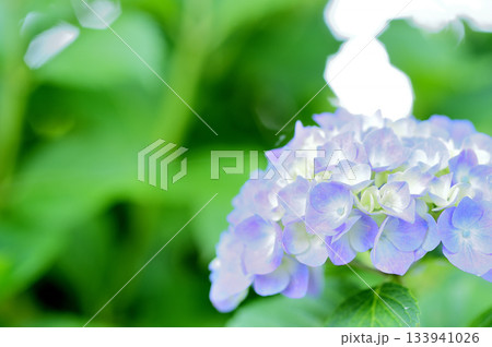 梅雨時期の花 紫陽花 梅雨時期の花 紫陽花 133941026
