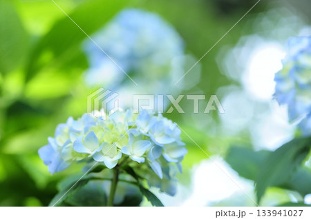 梅雨時期の花　紫陽花 133941027