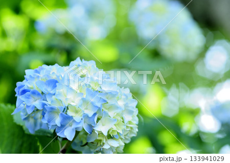 梅雨時期の花　紫陽花 133941029
