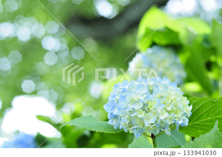 梅雨時期の花　紫陽花 133941030