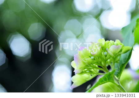 梅雨時期の花　紫陽花 133941031