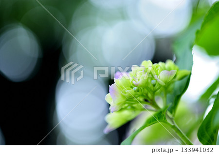梅雨時期の花　紫陽花 133941032
