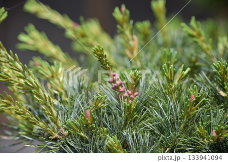 五葉松（ゴヨウマツ）の花 133941094