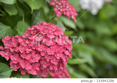 赤いアジサイの花 133941286