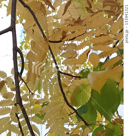 Explore the beauty of autumn with this image featuring vibrant golden leaves and detailed branch textures. Perfect for nature projects, seasonal designs, or adding a serene touch to your work. Explore the beauty of autumn with this image featuring vibrant golden leaves and detailed branch textures. Perfect for nature projects, seasonal designs, or adding a serene touch to your work. 133941321