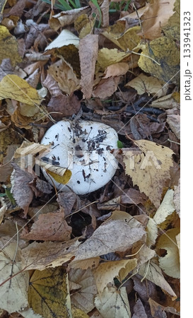 A white mushroom emerges from the ground, surrounded by colorful autumn leaves in a peaceful forest. This scene highlights nature s beauty and the cycle of life, perfect for nature-themed projects. A white mushroom emerges from the ground, surrounded by colorful autumn leaves in a peaceful forest. This scene highlights nature s beauty and the cycle of life, perfect for nature-themed projects. 133941323