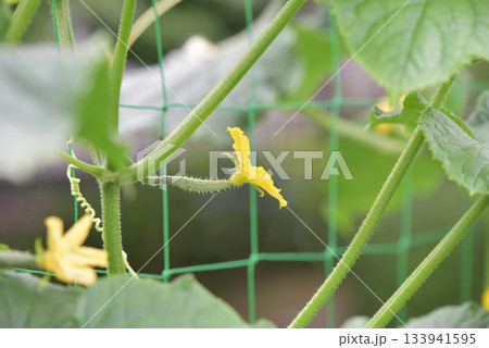 キュウリの雌花 133941595
