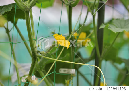 キュウリの雌花 キュウリの雌花 133941598