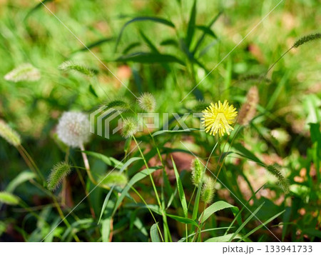 Dandelions and foxtails blooming in autumn Dandelions and foxtails blooming in autumn 133941733