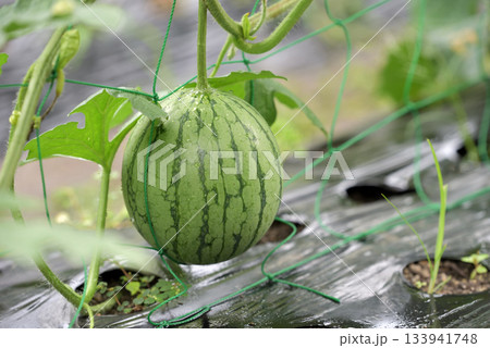 家庭菜園、スイカの若い実 133941748