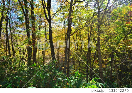 木曽郡木曽町三岳 霊峰ライン沿いの紅葉の美林 木曽郡木曽町三岳 霊峰ライン沿いの紅葉の美林 133942270
