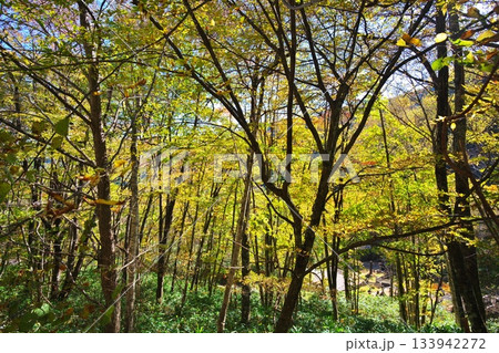 木曽郡木曽町三岳 霊峰ライン沿いの紅葉の美林 木曽郡木曽町三岳 霊峰ライン沿いの紅葉の美林 133942272