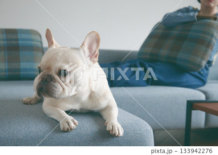 ソファでくつろぐ犬と女性 133942276