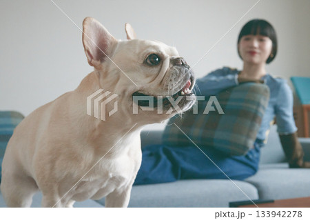 ソファでくつろぐ犬と女性 ソファでくつろぐ犬と女性 133942278