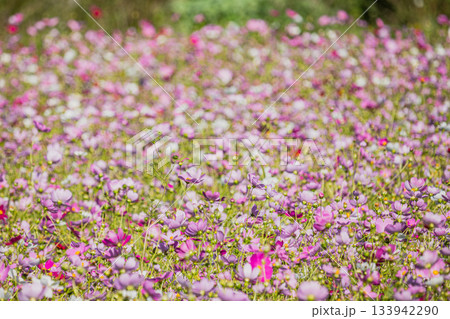 磐田市の向笠のコスモス畑の風景(静岡県) 磐田市の向笠のコスモス畑の風景(静岡県) 133942290