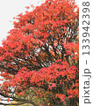 真っ赤な紅葉 133942398