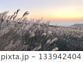 夕焼けに染まるススキ 133942404