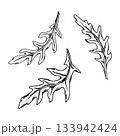 Vector illustration of three arugula leaves drawn with textured ink lines. Botanical food element suitable for salad designs, menu graphics, packaging templates and cooking themed projects 133942424