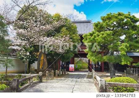 京都　本法寺　仁王門と美しい桜（京都府京都市上京区） 133942783
