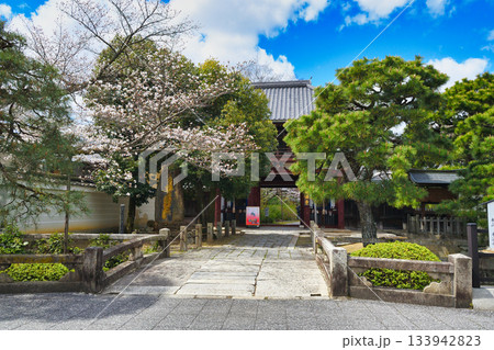 京都 本法寺 仁王門と美しい桜(京都府京都市上京区) 京都 本法寺 仁王門と美しい桜(京都府京都市上京区) 133942823