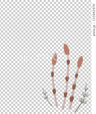 一排馬尾草的插圖 133942970