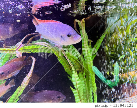 Cichlids are a family of fish that are very popular in aquariums. Cichlids are a family of fish that are very popular in aquariums. 133943123