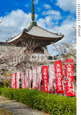 京都 本法寺 多宝塔と美しい桜(京都府京都市上京区) 京都 本法寺 多宝塔と美しい桜(京都府京都市上京区) 133943334
