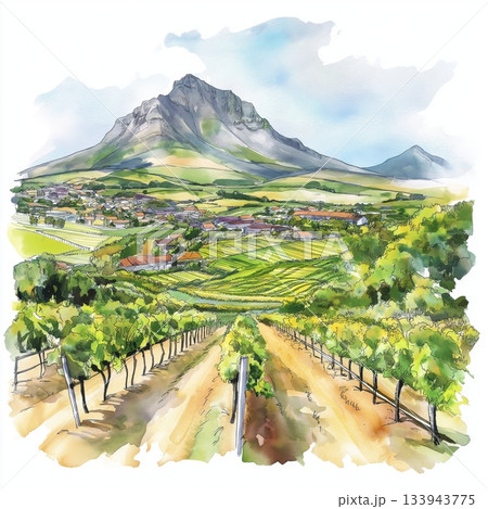 Stellenbosch Winelands. Stellenbosch Winelands hand drawn watercolor illustration on white background 133943775