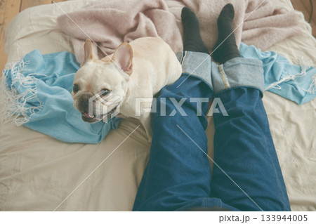 ベッドでくつろぐ犬 133944005