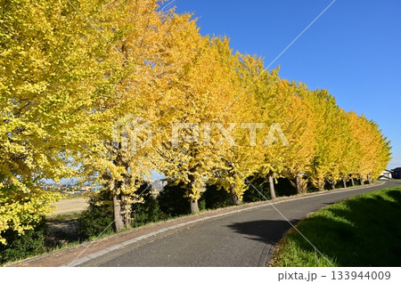 イチョウの木々と田舎の小路 イチョウの木々と田舎の小路 133944009