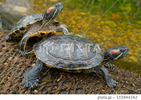 Freshwater turtles on the shore near the water. 133944162