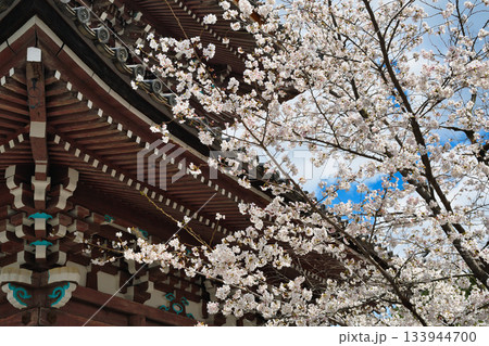 京都 本法寺の美しい桜(京都府京都市上京区) 京都 本法寺の美しい桜(京都府京都市上京区) 133944700