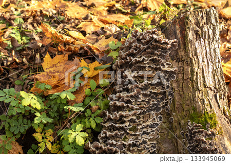 Autumn forest scene with a mossy log stump and shelf fungus on a decaying tree 133945069