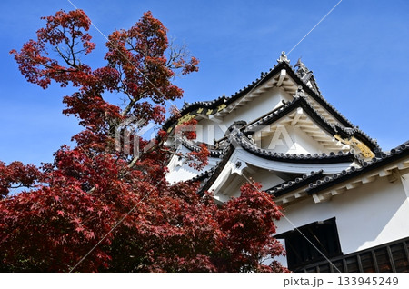 天守閣と紅葉（彦根城） 133945249