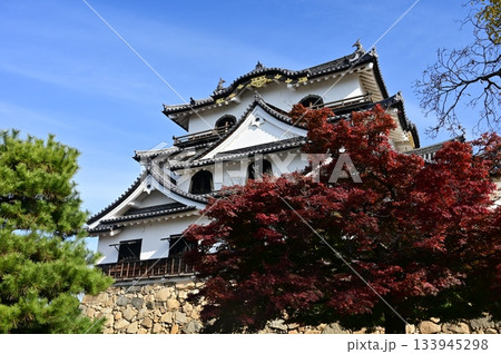 天守閣と紅葉(彦根城) 天守閣と紅葉(彦根城) 133945298