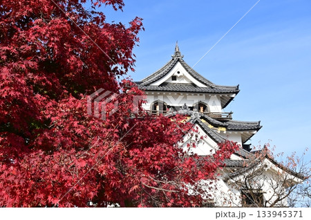 天守閣と紅葉(彦根城) 天守閣と紅葉(彦根城) 133945371