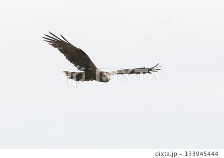 Western marsh harrier flying over Wolkenberg nature reserve in Baarn during daylight hours 133945444