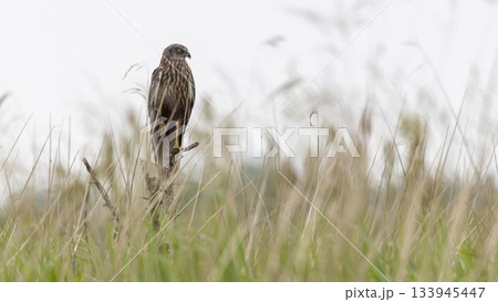 Western marsh harrier hunts in grasslands of Wolkenberg nature reserve in Baarn during early morning light 133945447