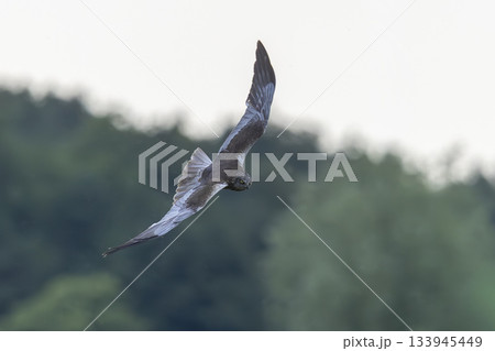Western marsh harrier flying over Wolkenberg nature reserve in Baarn during daytime Western marsh harrier flying over Wolkenberg nature reserve in Baarn during daytime 133945449