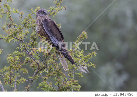 Western marsh harrier perched on a branch at Wolkenberg nature reserve in Baarn during a sunny day Western marsh harrier perched on a branch at Wolkenberg nature reserve in Baarn during a sunny day 133945450