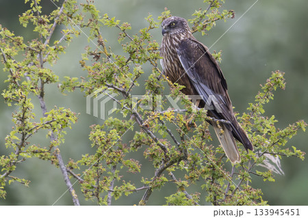 Western marsh harrier perched on a branch at Wolkenberg nature reserve in Baarn during a sunny day 133945451