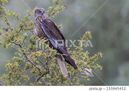 Western marsh harrier perched on a branch at Wolkenberg nature reserve in Baarn during a sunny day Western marsh harrier perched on a branch at Wolkenberg nature reserve in Baarn during a sunny day 133945452