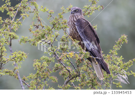 Western marsh harrier perched on a branch at Wolkenberg nature reserve in Baarn during a sunny day 133945453