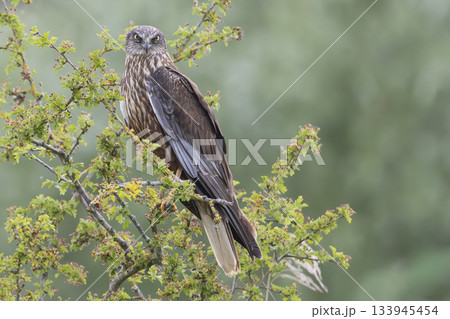 Western marsh harrier perched on a branch at Wolkenberg nature reserve in Baarn during a sunny day Western marsh harrier perched on a branch at Wolkenberg nature reserve in Baarn during a sunny day 133945454
