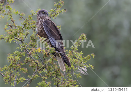 Western marsh harrier perched on a branch at Wolkenberg nature reserve in Baarn during a sunny day 133945455